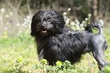 PETIT CHIEN LION 247